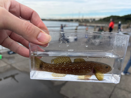 ハゼの釣果