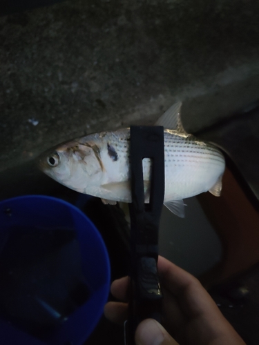 カタクチイワシの釣果