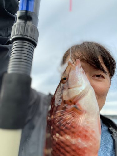 アカササノハベラの釣果