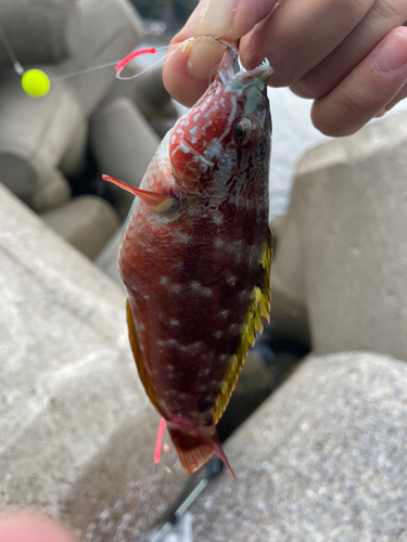 アカササノハベラの釣果