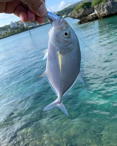 メッキの釣果