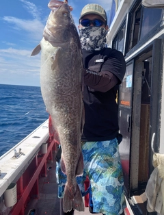 タラの釣果