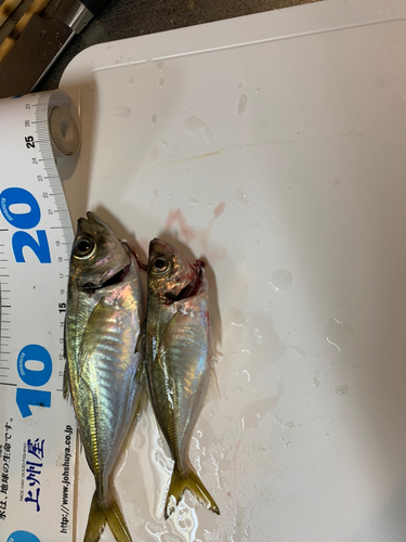 アジの釣果