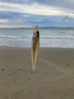 キスの釣果