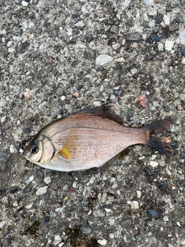 マタナゴの釣果