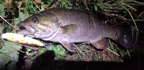 スモールマウスバスの釣果