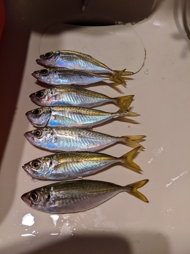 アジの釣果