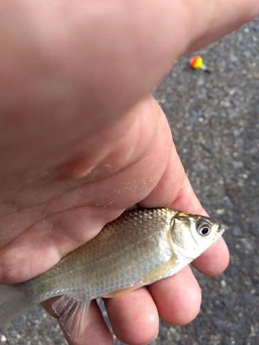 フナの釣果