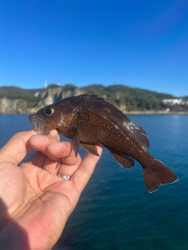 エゾメバルの釣果