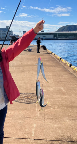 サバの釣果