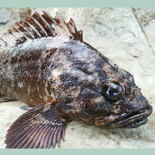 ムラソイの釣果