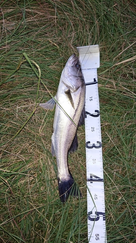 フッコ（マルスズキ）の釣果