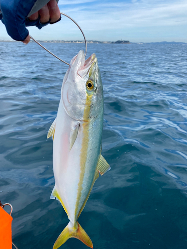 イナダの釣果