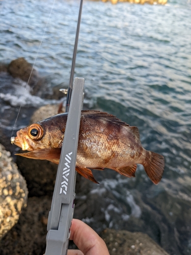 メバルの釣果