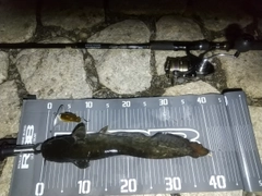 マナマズの釣果