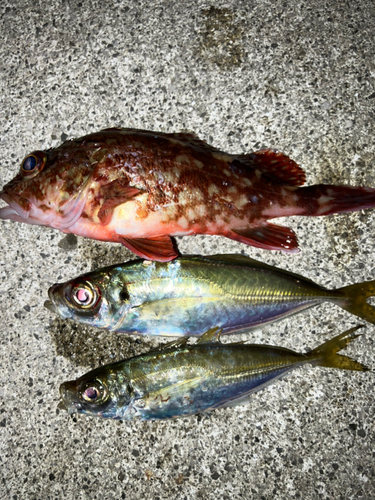 アジの釣果