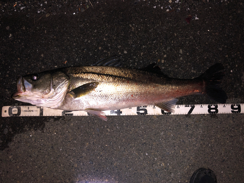 シーバスの釣果