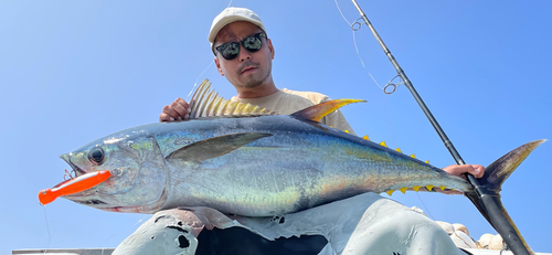 キハダマグロの釣果