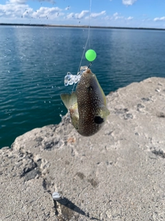 クサフグの釣果