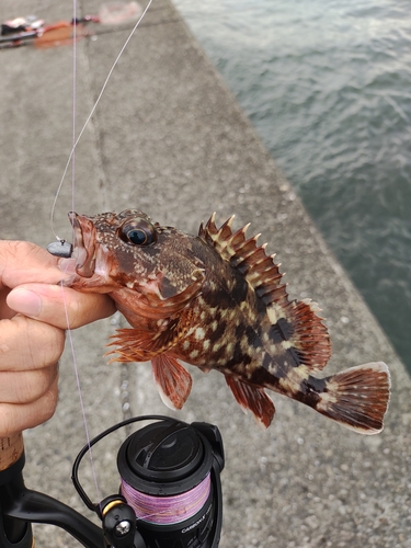 カサゴの釣果