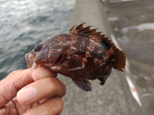 キジハタの釣果