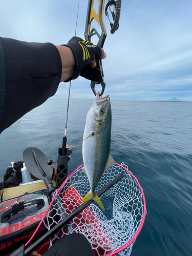 イナダの釣果