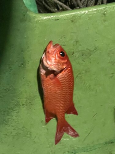 アカマツカサの釣果