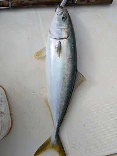 ハマチの釣果