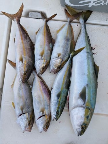 カンパチの釣果