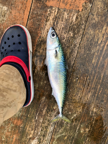 サバの釣果