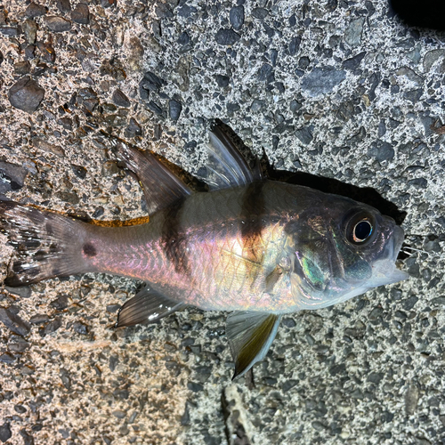 ヨコスジイシモチの釣果