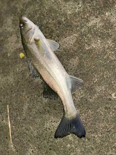 セイゴ（マルスズキ）の釣果