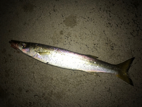 カマスの釣果