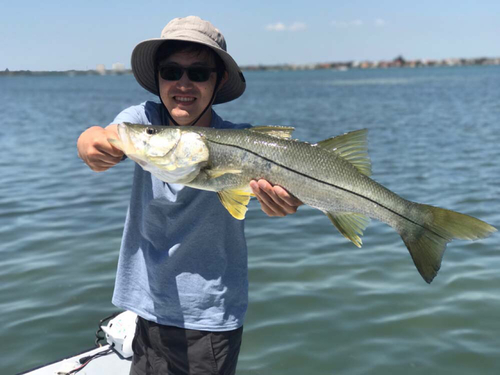 スズキの釣果