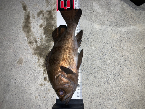 メバルの釣果