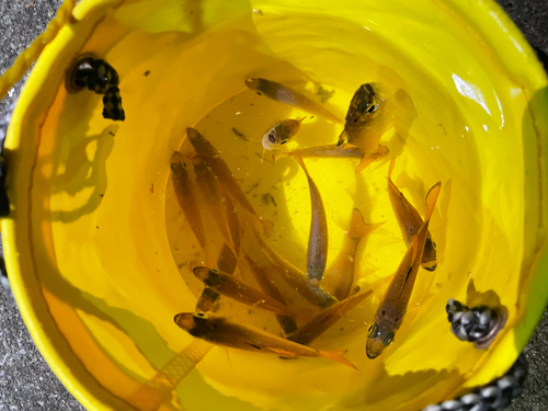 ネンブツダイの釣果