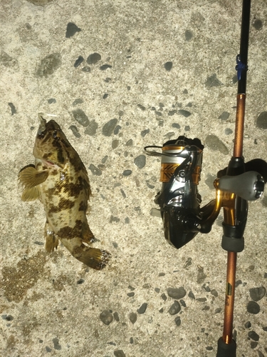 タケノコメバルの釣果