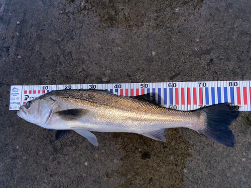 シーバスの釣果