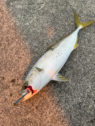 イナダの釣果