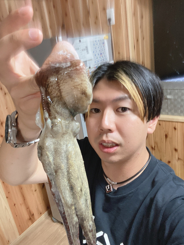 マダコの釣果