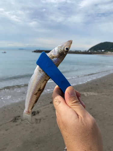 シロギスの釣果