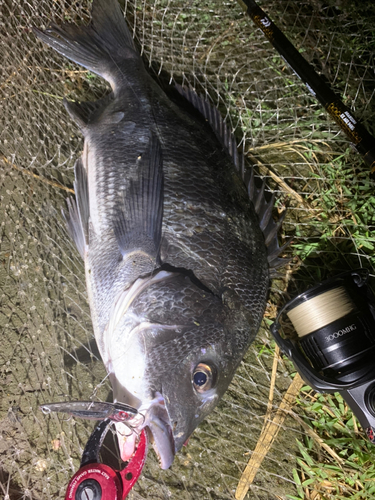 クロダイの釣果