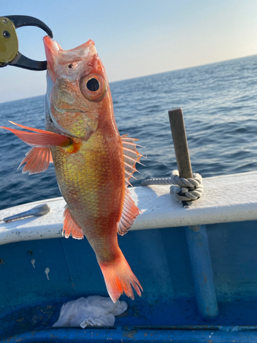 アカムツの釣果