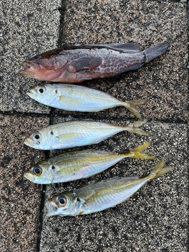 アジの釣果