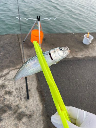 マイワシの釣果