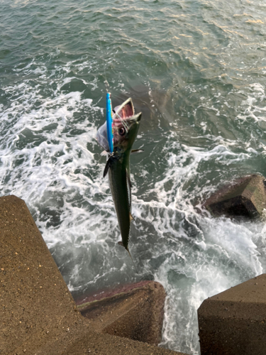 サゴシの釣果