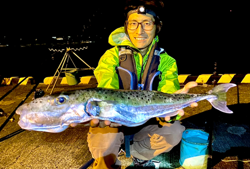 センニンフグの釣果