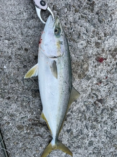 ハマチの釣果