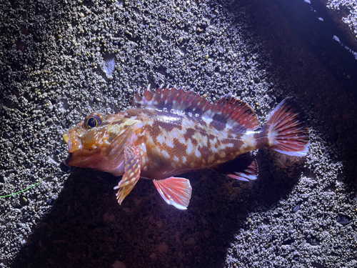 カサゴの釣果