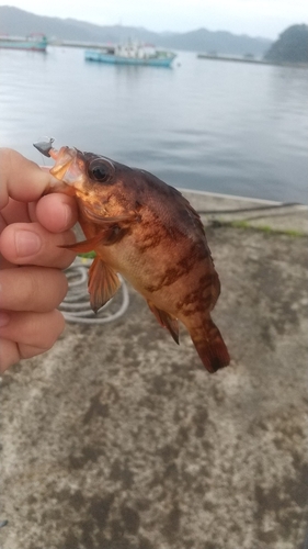 アカメバルの釣果